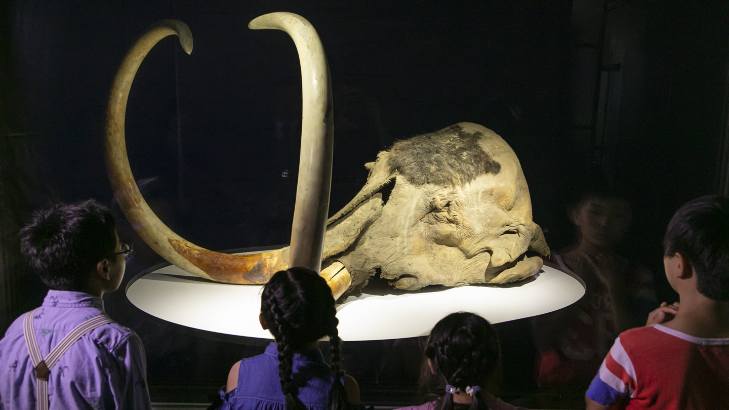 Slide 7: Yukagir mammoth (frozen head specimen) 