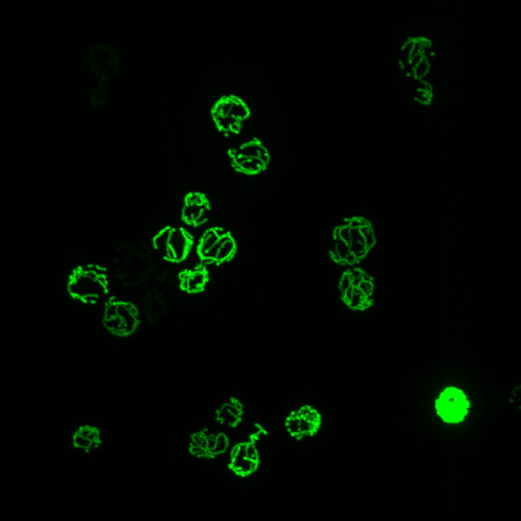 Picture of Mitochondrial Biogenesis Project