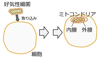 もう君なしでは生きられない！ミトコンドリアと細胞の不思議な関係 の画像