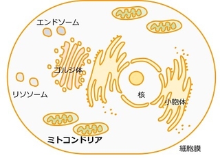 ミトコンドリアのほんとの姿は"あの形"とちょっと違う？！ の画像