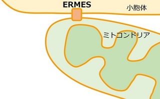 高級ブランドにも負けない価値？！細胞の中のエルメス の画像